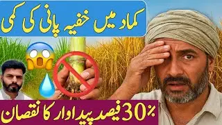 🌱 Hidden Water Stress in Sugarcane | Secret to Maximum Growth & High Yield 💧