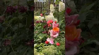 Розы и гортензии #СадДача