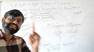 Life Cycles in Algae |Triphasic | Diplobiontic | Algae| Botany| Biology|