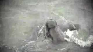 2 juvenile Grey Seals playing in the shallows