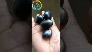 how to identify real shaligram  💐💐 #shorts #short #shortsfeed