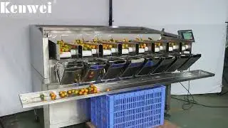 Kenwei丨 Linear weigher|8 Heads Fruit Linear Weigher