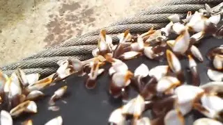 Marine Growth prevention system