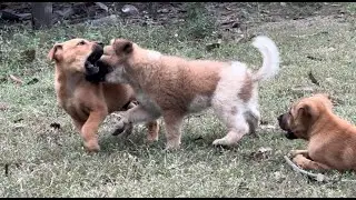 OMG Puppies like to fighting evening time