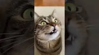 without hair Aura 💀 Watch this cat dance like never before #funny #cat #dance
