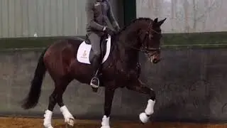 Jurona ( Apache x Florestan I)