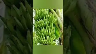 it is to be done to overcome the fruit cracking and yield loss