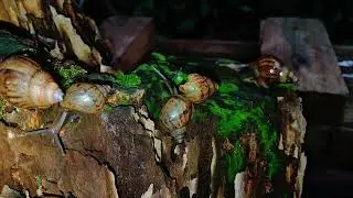 Slime Trails and Shell Homes: What a Snail Colony Teaches Us About Life