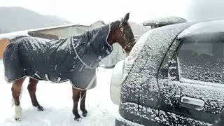 寒い、寒すぎる。。猛吹雪でも散歩にいく馬❄︎ #散歩はボク達の大切な時間 #人間は凍傷寸前