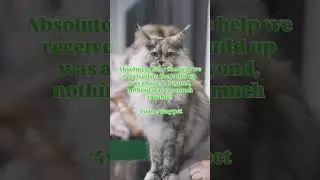 The Cat Show Live 2025 Highlights