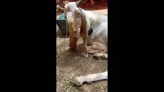 BAKRA MANDI SURAT E HAAl