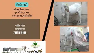 वाहिद शेख,अहमदनगर,73852 18366