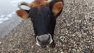 Постоянное ДВИЖЕНИЕ в ВЕЧНОМ Покое