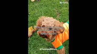 Answering some questions about Rusty!//#explanation #dog #funedit #subscribe #fyp #foryou #algorithm