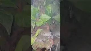 Whites tree frog Paludarium