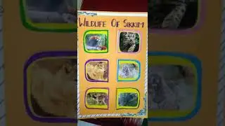 Art Integrated Project ( Chart) On Sikkim ( Science) Topic - Wildlife