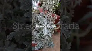 Piante per il balcone invernale.