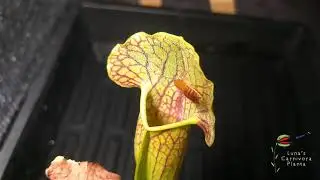 Sarracenia catesbaei and Venus Fly Trap Manual Feeding