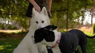 Allbreeds K9 Boot Camp Program 2