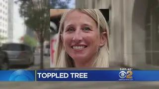 Rotting Roots To Blame For Elm Tree That Toppled In Central Park