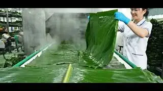 The process of making delicious banh chung (Vietnamese sticky rice cake)#cooking #seafood #food 