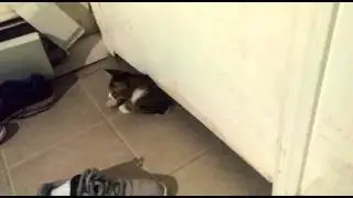 Cat Breaks Into Owner's Bedroom.