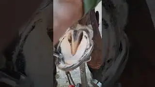 #hoofrestoration #satisfying #horse #hoofrepairing #sculpture #horsehoof #hoof #wood #animals