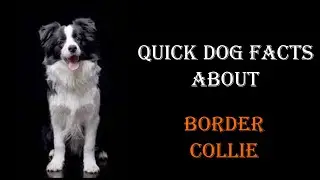 Quick Dog Facts About The Border Collie!