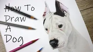 White Fur on White Paper with Colour Pencil | Dog Portrait Tutorial &ndash; Meet Roscoe!