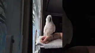 it's best friend's Friday! #furbythebirb #work #bestfriend #goodbye #iloveyou