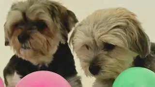 Cute Doggos