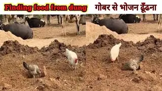 Filling Up on Flock Food: Chickens Forage in Dung! 🐓💩