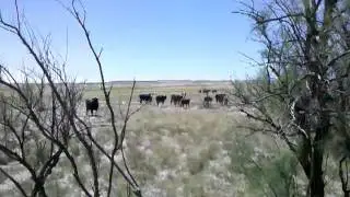 Az aj cattle