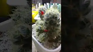 Маммиллярия побегоносная, (Mammillaria prolifera subsp. prolifera) Плоды. #кактусы #суккуленты