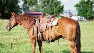 HORSE OFFERED FOR SALE **CHROME** Gentle, broke and kind to be around. He is one of the GOOD ones!