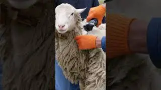 🐑✂️ How I Shear My Sheep Wool | Agri Farming