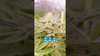 Zuckerexplosion #420 - Cherry Punch F1 in Living Soil von Couple of Plants