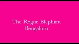 The Rogue Elephant - Bengaluru