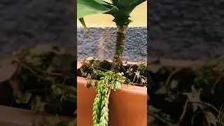 Lisboa Portugal 🇵🇹 #plantinha #lisbon #brasil #youtubeshorts