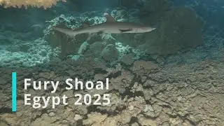 🦈 Shark Encounter at Fury Shoal | Red sea | Egypt 2025