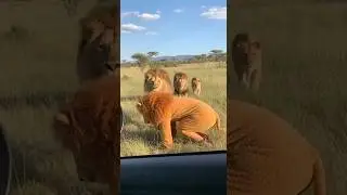 Were the lions deceived?🦁