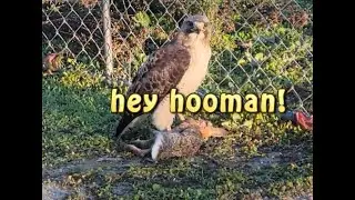 My talk with a Red Tail Hawk, trailside on my last ride