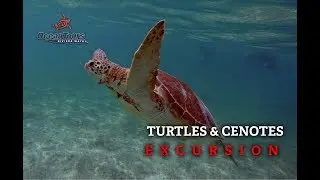 Akumal Turtles and Cenotes Tour by Ocean Tours Mexico