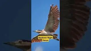 Nankeen Night Heron