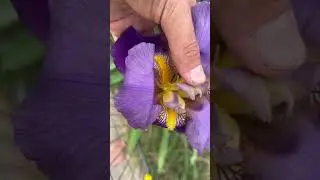 Iris flower 🌹 #iris #flower #plant #garden #spring