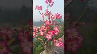 Adenium arabicum in flowers #desert rose #xerophyte #desert garden #gardening