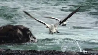 Inside a Gannet colony at Bird Island, Lambert's Bay, South Africa