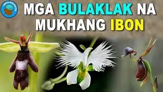10 KAKAIBANG MGA BULAKLAK na Matatagpuan Sa Buong Mundo | UNIQUE FLOWERS | Smarter Mind Matters