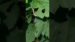 Backyard Bugs After Dark - The Caterpillar Look-a-like, Currant Sawfly Larva
