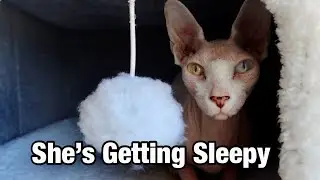 Sphynx Cat Fighting for Her Life&hellip; to Stay Awake 😴 #sphynxcat